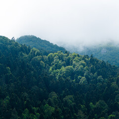 foret