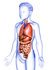 3d rendered medically accurate illustration of boy Internal organs