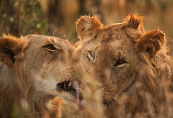 A pair of Lion in the evening hours at Masai Mara