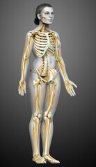 3d rendered medically accurate illustration ofa female nervous system and skeleton system