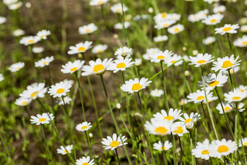  There are lots of bright white daisies growing on green meadow on hot sunny summer day. On thin green stems are white petals and bright yellow stamens with tender pollen. Blurred differential focus