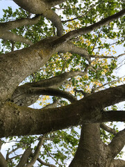 tree in spring