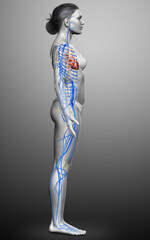 3d rendered medically accurate illustration of a female Veins anatomy