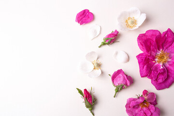 Wild roses white and raspberry on a white background. Flat Lay Style