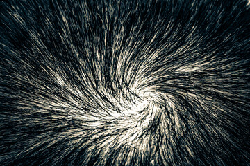 The texture of the hair on the human head. Macro. The crown of the head of a man with beautiful hair twisted into a spiral.
