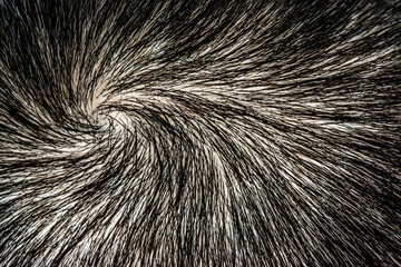 The texture of the hair on the human head. Macro. The crown of the head of a man with beautiful hair twisted into a spiral.