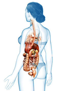 3d rendered medically accurate illustration of female Digestive System