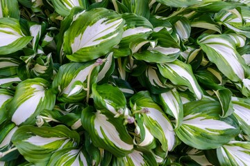 Hosta large yellow-green leaves