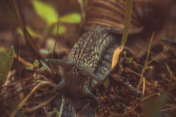 A snail in the mountain forest