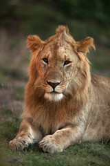 Fototapeta na wymiar Portrait of a Lion, Masai Mara