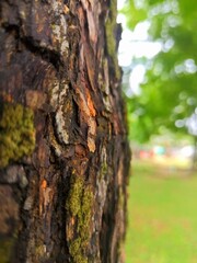 bark of a tree