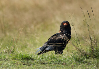 Bateleur eagle looking towards camera, Masai Mara