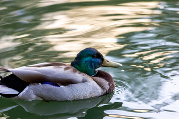 Obraz premium Male wild mallard duck swimming in a lake. Wild environment of migratory birds.