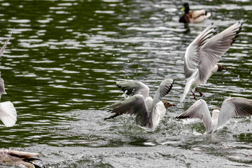 River white seagull flies over the lake. Flight of the lake bird. Hunting.