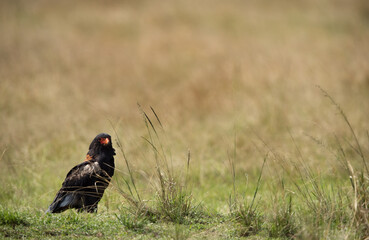 Bateleur eagle on the ground, Masai Mara