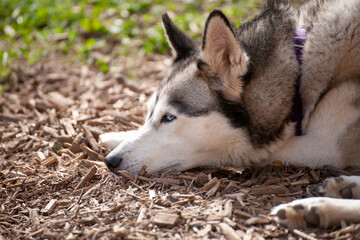 siberian husky mit blauen augen geniesst die sonne im kurzen sommer in alaska