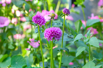 lila pompom dahlien in einem wilden blumenbeet im sonnenuntergang