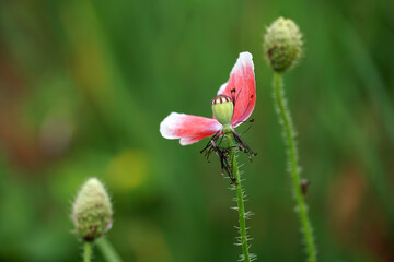 Opium Poppy dangerous flower in nature background.