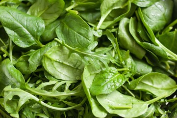 Fresh baby spinach leaves and green arugula (salad rocket, rucola) washed and ready to prepare fresh spring vegetable salad. Green natural background.
