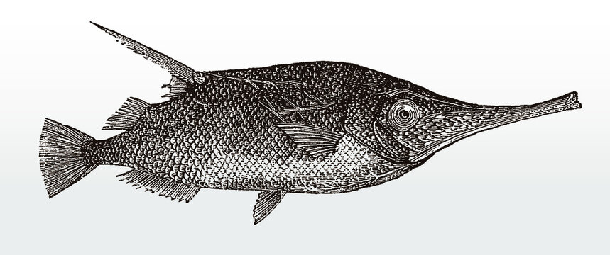 Longspine snipefish, macroramphosus scolopax, distributed worldwide in tropical waters in side view