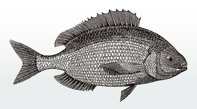 Blackspot seabream, pagellus bogaraveo, an important marine food fish from the eastern Atlantic Ocean in side view after an antique illustration from the 19th century