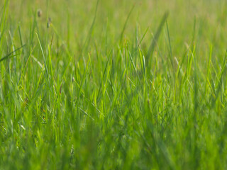 草原の背景素材