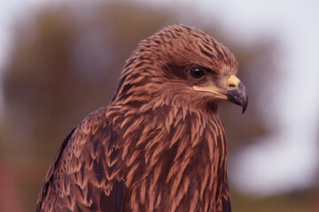 The golden eagle of North Africa