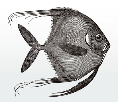 Juvenile African pompano, alectis ciliaris, a tropical marine fish in side view after an antique illustration from the 19th century