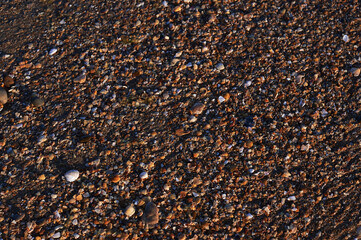 wet sea sand with shells at sunset close-up 