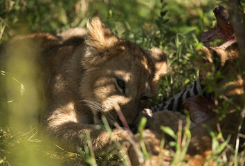 Lion cub eating zebra kill, Masai Mara