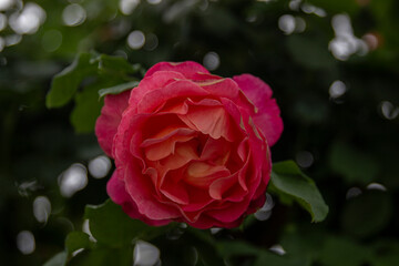 red single rose in the garden