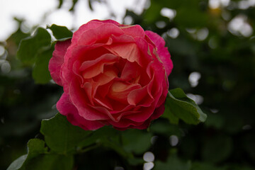 red single rose in the garden