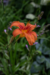 single orange lily in the garden