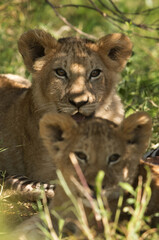 Slective focus on lion cubs, Masai Mara