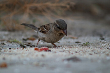 House Sparrow at a beach area of aegen side of Turkey