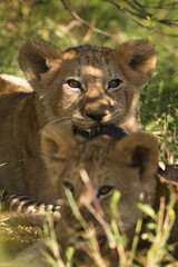 Lion cub in shade, Masai Mara