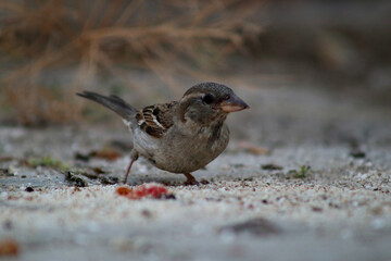 House Sparrow at a beach area of aegen side of Turkey