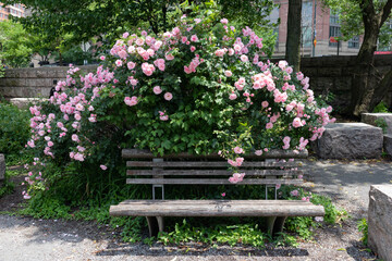 Empty Bench at Gantry Plaza State Park with a Beautiful Pink Rose Bush in Long Island City Queens New York