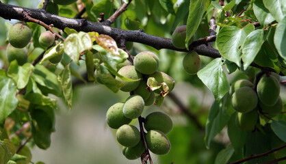 Green apricots on a branch
