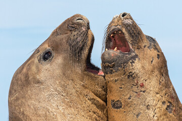 Southern Elephant Seal fighting