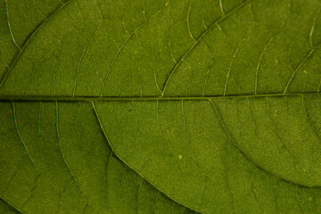 Fototapeta na wymiar macro image of a green leaf