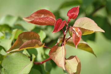 Young apricot branches
