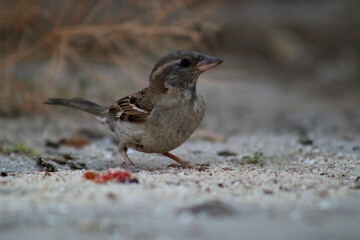 House Sparrow at a beach area of aegen side of Turkey