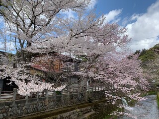 高山の小川にかかる満開の桜