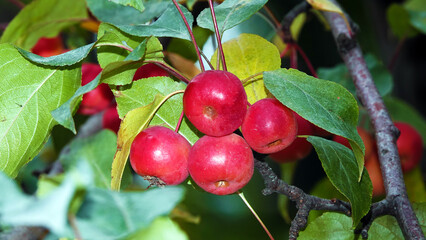 Paradise apples on a branch