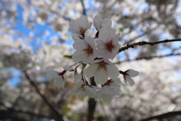 cherry blossoms