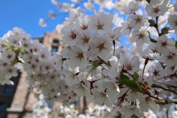 cherry blossoms