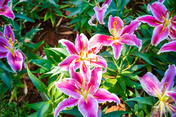 Pink lily flower in garden park outdoor