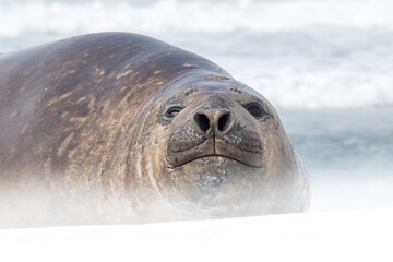 Southern Elephant Seal portrait