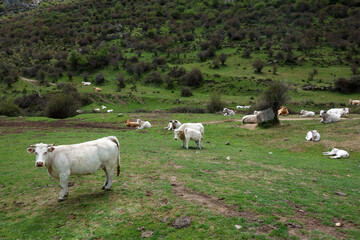 Fototapeta na wymiar Cow in Spanish mountain landscape in the area between Toledo and Avila, Spain 